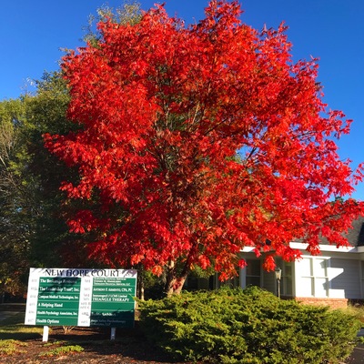 Fall foliage outside our Durham offices. 